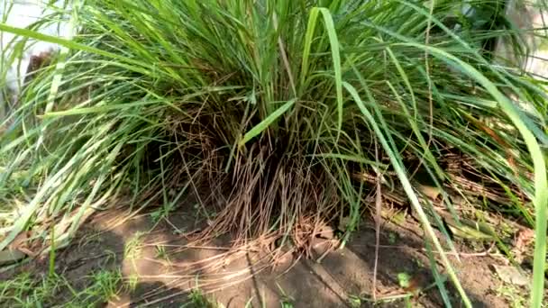 Lemongrass Plants Planted Yard House Small Rough Green Leaves Slightly — Video Stock