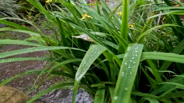 Drizzle Fell Wet Yellow Iris Plants Planted Yard Tropics Have — Stok Video