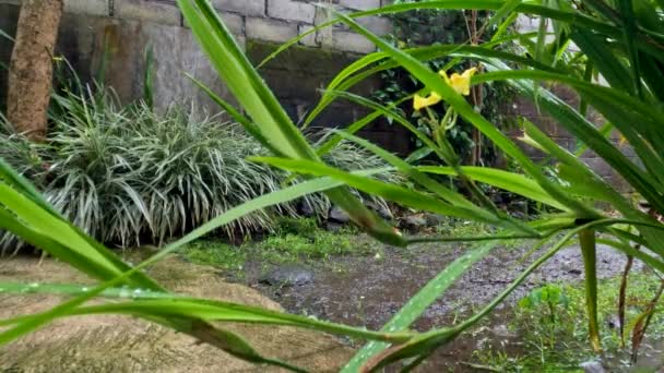 雨水淋湿了种植在院子里的黄色艾瑞丝植物 热带雨林的雨量很大 — 图库视频影像