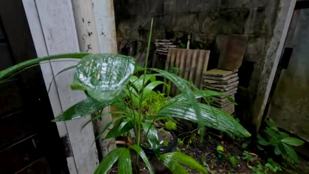 Lluvia Lloviznante Que Cayó Mojado Las Plantas Palma Que Estaban — Vídeo de stock