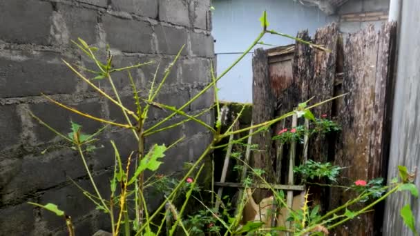 Проливной Дождь Который Пролился Мокрым Индийские Растения Миндаля Которые Заполнены — стоковое видео