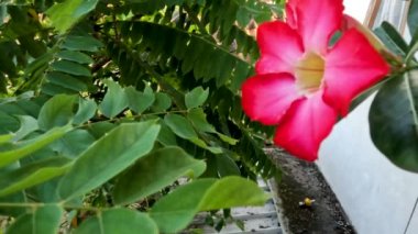 Adenyum çiçeğinin bir kökü kırmızıdır, çiçeğin merkezi beyazdır, etrafındaki yapraklar yeşildir, çiçek açmış bir çöl bitkisi