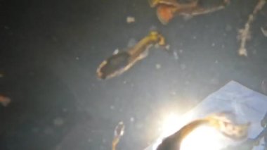 Bulanık su birikintileri renkli betta balıklarını barındırmak için kullanılır, bakımsız evcil balıklar.