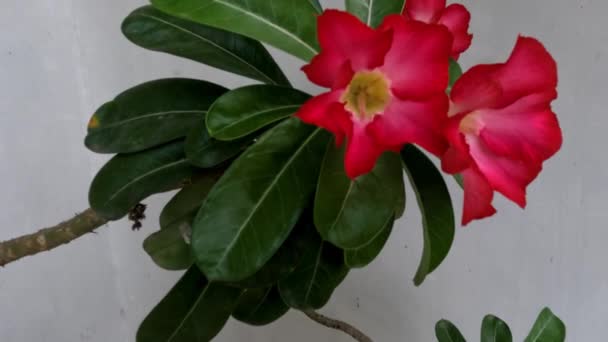 Jeden Květ Adenia Květu Červený Střed Květu Bílý Listy Kolem — Stock video