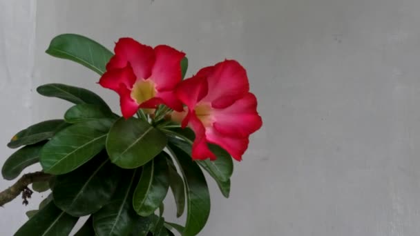 One Stem Adenium Flower Bloom Red Center Flower White Leaves — Stock Video