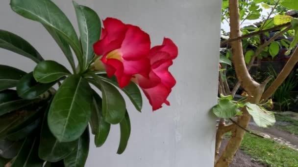 Один Стебло Квітки Адену Цвітіння Червоний Центр Квітки Білий Листя — стокове відео