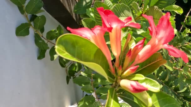 Tulpină Flori Adeniu Floare Este Roșie Centrul Florii Este Alb — Videoclip de stoc