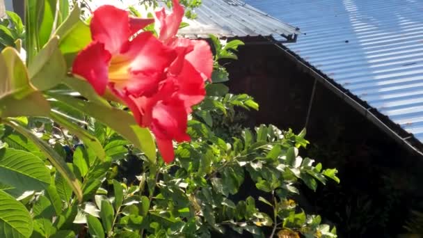 Tulpină Flori Adeniu Floare Este Roșie Centrul Florii Este Alb — Videoclip de stoc