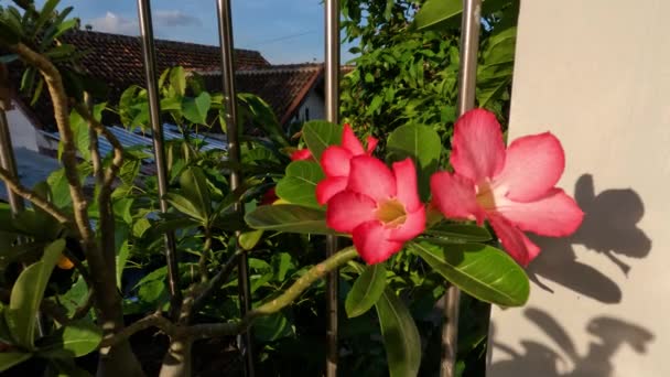Egy Szál Adénium Virág Virágzik Piros Virág Közepe Fehér Levelek — Stock videók