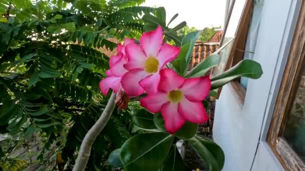 Один Стебло Квітки Адену Цвітіння Червоний Центр Квітки Білий Листя — стокове відео