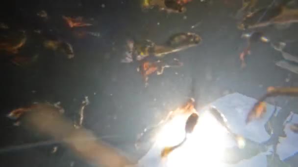 Shallow Σκοτεινές Λίμνες Νερού Χρησιμοποιούνται Για Φιλοξενήσει Πολύχρωμα Ψάρια Betta — Αρχείο Βίντεο