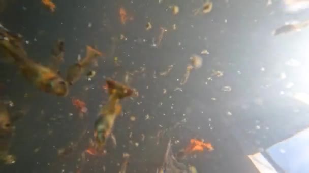 Los Estanques Poco Profundos Agua Turbia Utilizan Para Acomodar Peces — Vídeo de stock