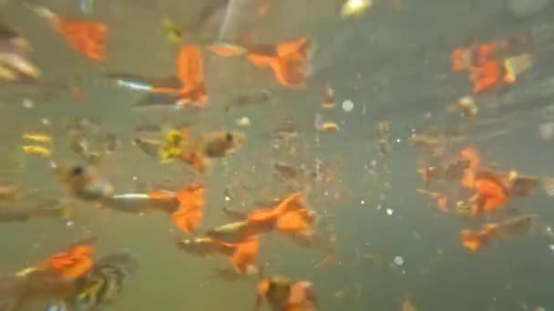 Lagoas Água Obscuras Rasas São Usadas Para Acomodar Peixes Betta — Vídeo de Stock