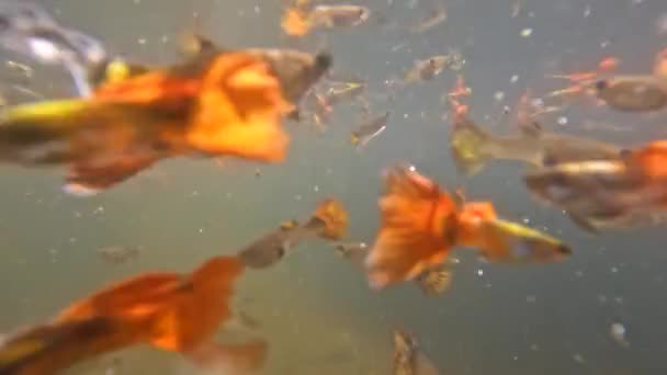 Мелкие Мутные Водные Пруды Используются Размещения Красочных Рыб Бетта Рыб — стоковое видео