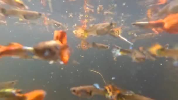 浅い濁った池は カラフルなベータ魚 メンテナンスが不足しているペット魚を収容するために使用されます — ストック動画