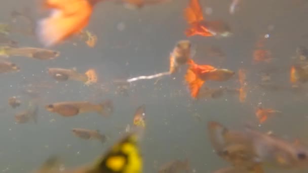 Ondiepe Troebele Water Vijvers Worden Gebruikt Kleurrijke Betta Vissen Huisdier — Stockvideo