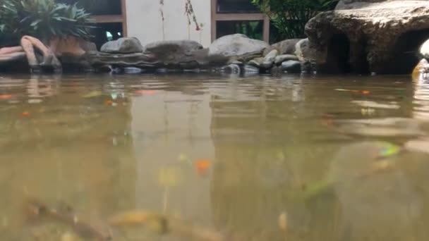 Shallow Murky Water Ponds Used Accommodate Colorful Betta Fish Pet — Stock Video
