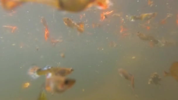 Lagoas Água Obscuras Rasas São Usadas Para Acomodar Peixes Betta — Vídeo de Stock