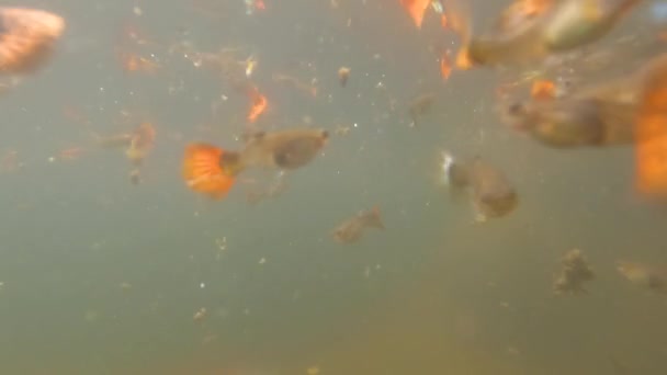 Lagoas Água Obscuras Rasas São Usadas Para Acomodar Peixes Betta — Vídeo de Stock