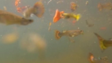 Bulanık su birikintileri renkli betta balıklarını barındırmak için kullanılır, bakımsız evcil balıklar.