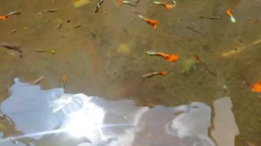 Bulanık su birikintileri renkli betta balıklarını barındırmak için kullanılır, bakımsız evcil balıklar.