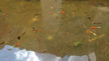 Bulanık su birikintileri renkli betta balıklarını barındırmak için kullanılır, bakımsız evcil balıklar.