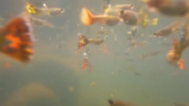 Bulanık su birikintileri renkli betta balıklarını barındırmak için kullanılır, bakımsız evcil balıklar.