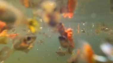 Bulanık su birikintileri renkli betta balıklarını barındırmak için kullanılır, bakımsız evcil balıklar.