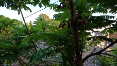 İnce yeşil yaprakları olan Bilimbi ağacı, küçük kırmızı çiçekler üreten kahverengi sapları, yemek pişirmek için bitkileri