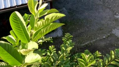 Guava meyvesinin yaprakları yeşildir. Rüzgarda sallanır, tropiklerde meyve yetiştirir.
