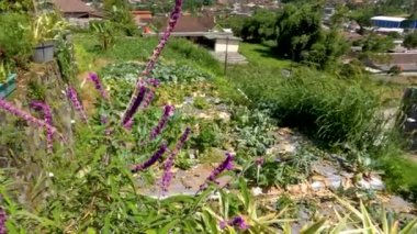 Çiçekli Meksika çayır bitkisinin mor yeşil yaprakları var. Rüzgarda sallanan küçük sapları olan yeşil yapraklar. Bahçede bir süs olarak.