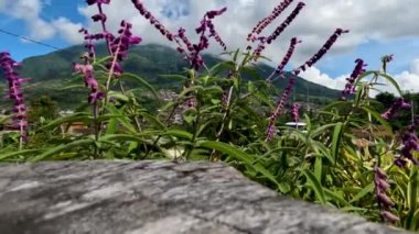 Çiçekli Meksika çayır bitkisinin mor yeşil yaprakları var. Rüzgarda sallanan küçük sapları olan yeşil yapraklar. Bahçede bir süs olarak.