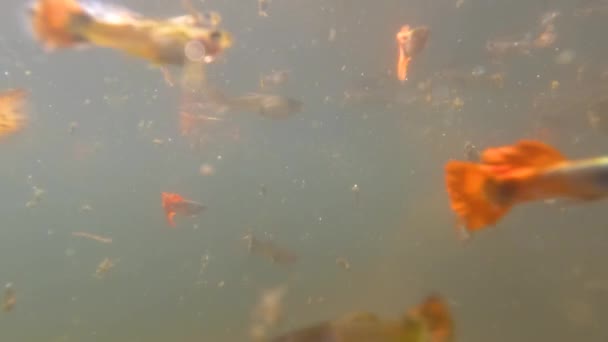 Flachwasserteiche Dienen Als Unterschlupf Für Bunte Bettafische Die Nicht Gepflegt — Stockvideo