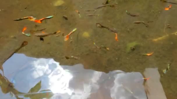 Мелкие Мутные Водные Пруды Используются Размещения Красочных Рыб Бетта Рыб — стоковое видео