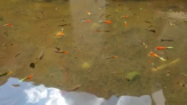 Flachwasserteiche Dienen Als Unterschlupf Für Bunte Bettafische Die Nicht Gepflegt — Stockvideo