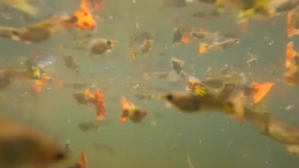 Ondiepe Troebele Water Vijvers Worden Gebruikt Kleurrijke Betta Vissen Huisdier — Stockvideo