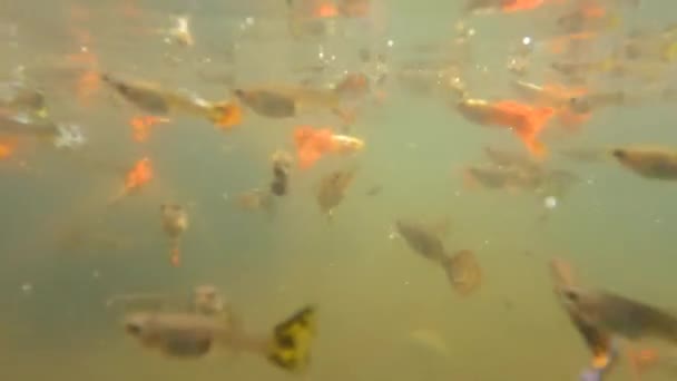 浅浅的暗色池塘用来容纳五彩斑斓的贝类动物 即缺乏养护的宠物鱼 — 图库视频影像