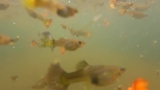 Shallow Murky Water Ponds Used Accommodate Colorful Betta Fish Pet — Stock Video