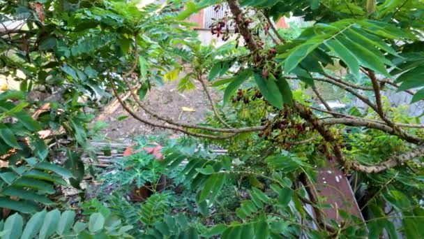 Bilimbi Árvore Que Tem Folhas Verdes Finas Caules Marrons Que — Vídeo de Stock