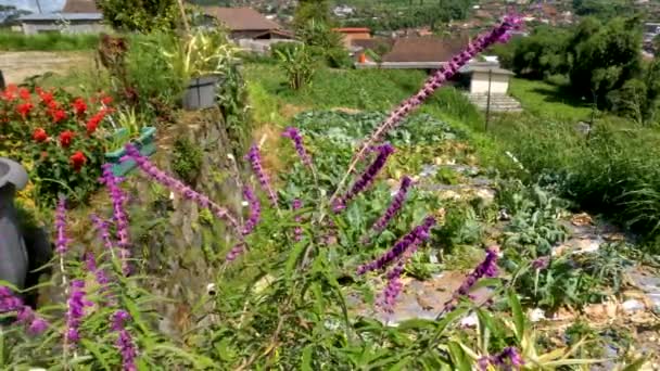 Arbusto Florido Mexicano Sálvia Planta Tem Roxo Folhas Verdes Com — Vídeo de Stock