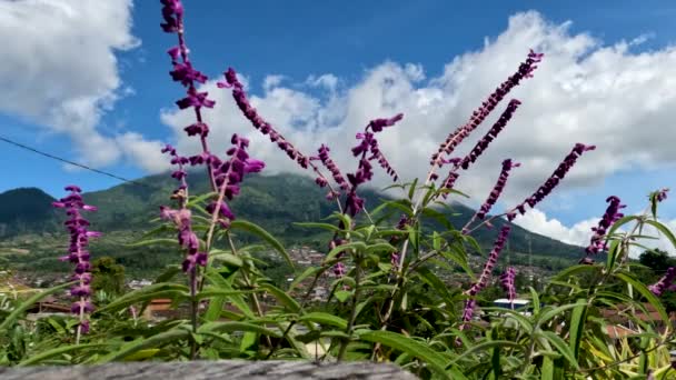Planta Salvia Arbustiva Mexicana Floreciente Tiene Hojas Púrpuras Verdes Con — Vídeos de Stock