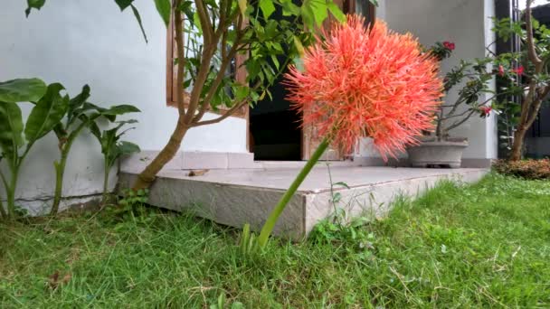Floración Planta Scadoxus Tiene Una Forma Bola Roja Tallos Verdes — Vídeos de Stock