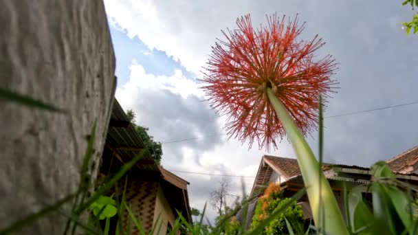 Floración Planta Scadoxus Tiene Una Forma Bola Roja Tallos Verdes — Vídeos de Stock