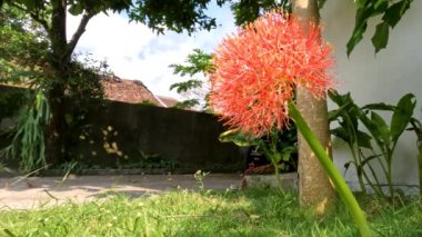 Çiçekli uyuz bitkisi, kırmızı topa benzer bir şekli var, yeşil sapları zayıf, çimen bahçesi dekorasyonu için kullanılıyor.