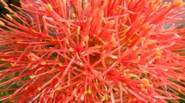 Çiçekli uyuz bitkisi, kırmızı topa benzer bir şekli var, yeşil sapları zayıf, çimen bahçesi dekorasyonu için kullanılıyor.