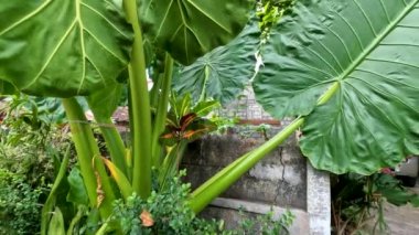 Taro bitkisinin geniş yaprakları yeşildir, ince yaprakları desteklemek için bir yaprak çerçevesi vardır, evin önünde bir bahçe süsü olarak..