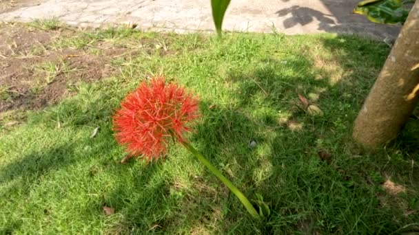 Kvetoucí Scadoxus Rostlina Červený Míčovitý Tvar Slabě Zelené Stonky Používané — Stock video