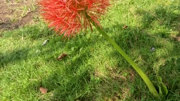 Bloeiende Scadoxus Plant Heeft Een Rode Bal Achtige Vorm Zwakke — Stockvideo