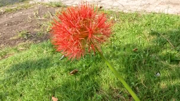 Flowering Scadoxus Plant Has Red Ball Shape Weak Green Stems — Stock Video