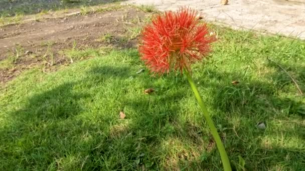 Planta Floração Scadoxus Tem Uma Forma Bola Vermelho Caules Verdes — Vídeo de Stock